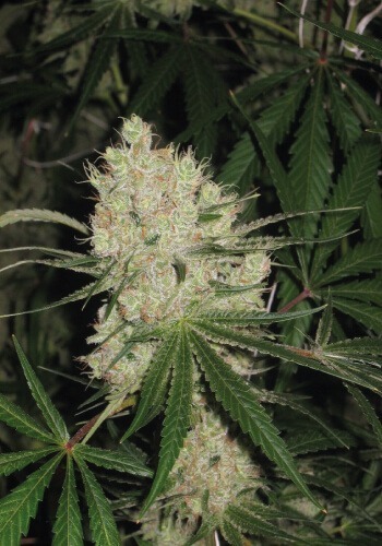 Stacked Cannalope Kush cannabis strain with high yield