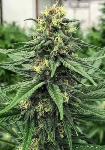 ACDC marijuana strain growing outdoors from Guru Seeds