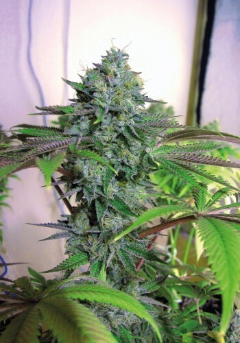 A flower from Cataract Kush cannabis strain