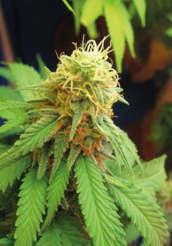 CBD Chronic marijuana strain grown from feminized seeds