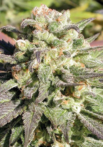 High CBD strain CBD Enriched Warlock from Serious Seeds