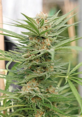 Dinafem's cannabis strain Critical Cheese flowering outdoors