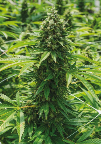 Critical jack Marijuana strain growing outdoors
