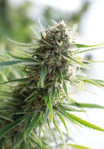 A large flower from Dinafem's high CBD cannabis strain Critical Mass CBD