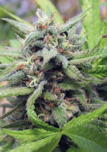 Hybrid cannabis strain Crockett's Dawg during the flowering stage