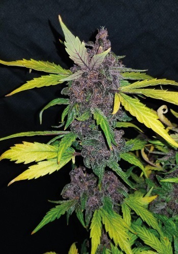 Crystal Meth cannabis strain from Fastbuds seedbank