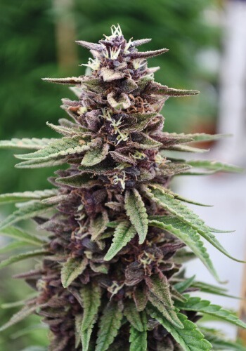 A large purple flower from cannabis strain Da Purps grown outdoors from seed