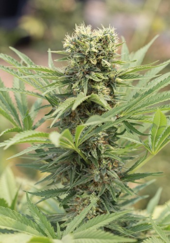 A flowering Dedoverde Haze cannabis strain bred by Humboldt Seeds Organization