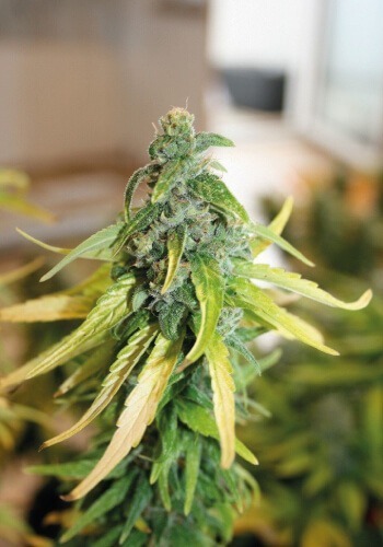 Dutch Passion's Desfr?n marijuana plant grown from seeds