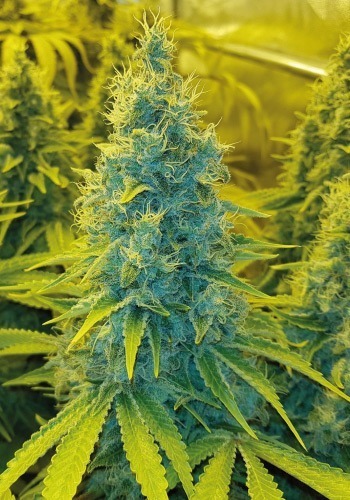 Moby Dick cannabis strain in flowering from Dinafem