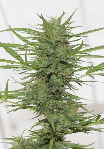 Dr Greenthumb Dedoverde Haze Autoflowering cannabis strain grown from seedsDr greenthumb strain in flowering made from femised seeds