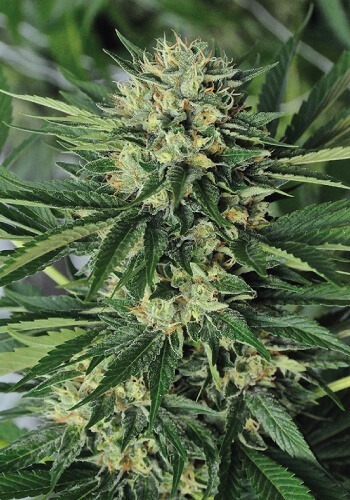 Cannabis strain Dr Greenthumb's Em Dog grown from feminized seeds