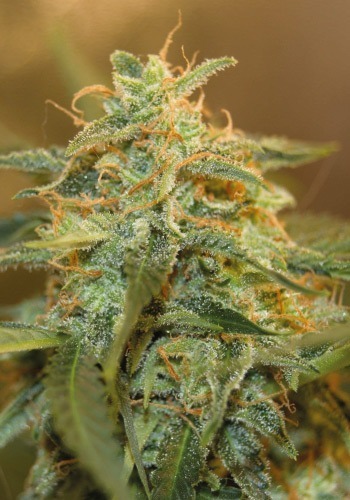 Easy Bud marijuana strain by Royal Queen Seeds