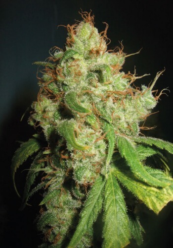 Close up image of Freddy's best cannabis strain in flowering phase