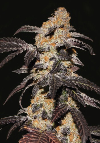 French Cookies cannabis strain grown grown from feminized seeds