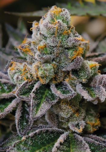 Girl Scout Cookies marijuana strain grown from feminized seeds