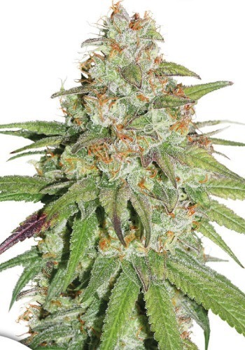 High yielding Glueberry OG cannabis strain by Dutch Passion