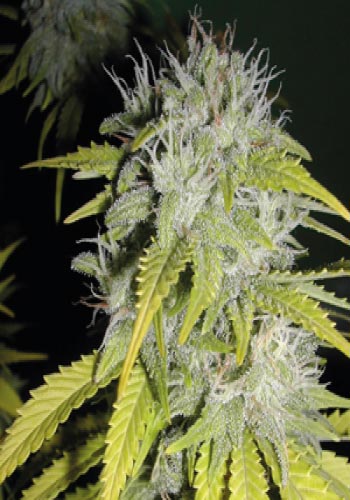 |Hash Heaven seeds strain by soma sacred seed and white calyxes