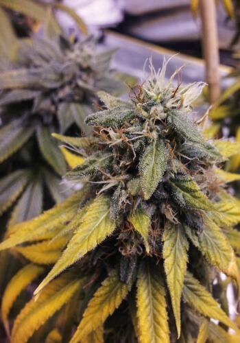 Holy Grail Kush marijuana strain from DNA Genetics seedbank