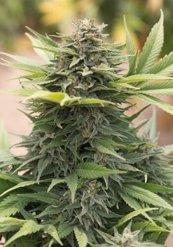 Industrial Plant cannabis strain from Dinafem seedbank