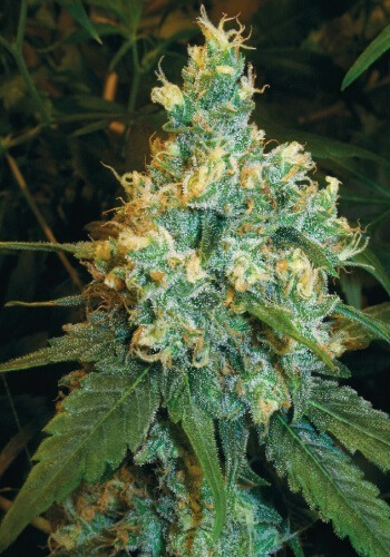 Jack Herer cannabis flower and strain Coffeeshop Guru