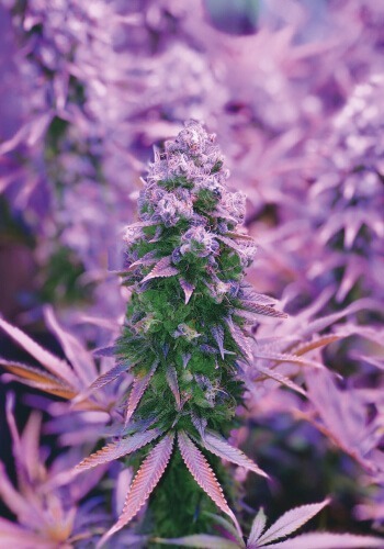 Kali Dog cannabis strain during flowering phase