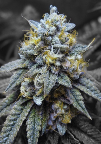 Kosher Kush indica-dominant cannabis strain by Reserva Privada while flowering