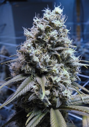 Kushberry marijuana strain grown outdoors from seed