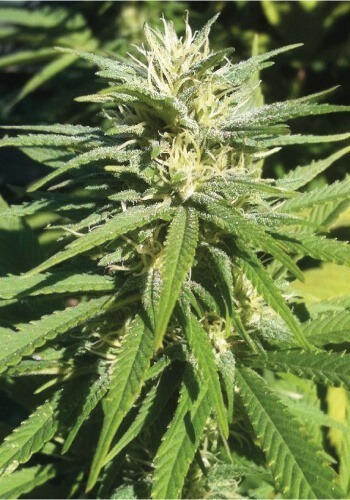 An image of Lambo cannabis strain from TH Seeds