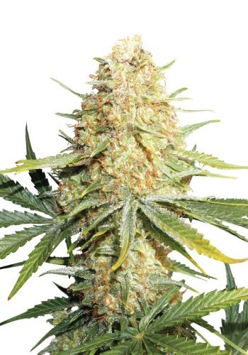 Zoomed in image of Lemon Zkittle cannabis strain growing outdoors