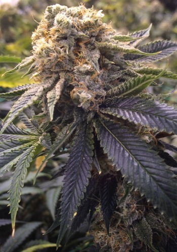 Image of Lost Coast Hashplant cannabis strain growing outdoors