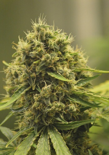 Mango Skunk marijuana strain grown from seeds