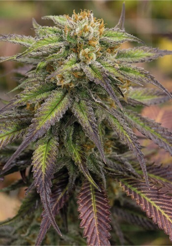 Master Kush cannabis strain growing outdoors in sunlight