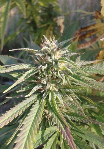 Passion 1 marijuana strain from seedbank Dutch passion seeds