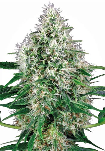 Powerplant cannabis strain from famous seedbank Sensi Seeds