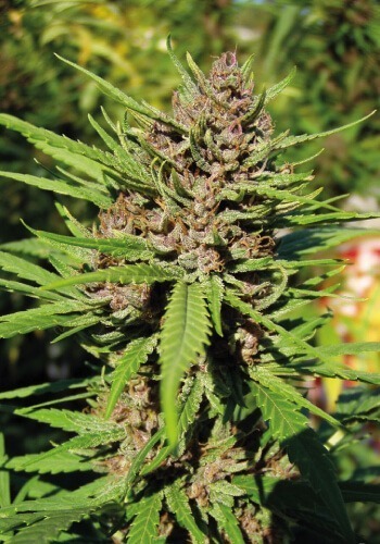 Purple 1 cannabis strain pictured during flowering phase