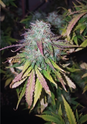 Rhino Ryder cannabis strain from Fastbuds in flowering phase