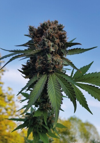 Royal Gorilla marijuana strain from Royal Queen Seeds seedbank