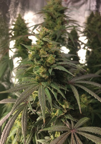 Image of Royal Medic cannabis strain growing outdoors