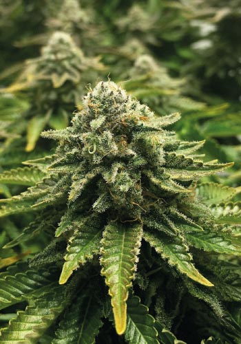 Close up of Royal Queen Seeds Ice Feminized cannabis strain