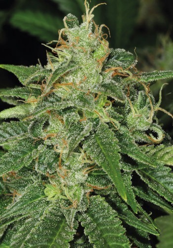 Sage cannabis strain from seedbank TH Seeds