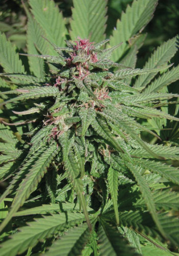 Serious 6 marijuana strain with pink pistils growing outdoors