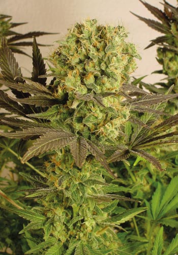 Big bud from Motavation marijuana strain
