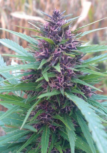 Zoomed in image of Shaman marijuana strain from Dutch Passion seeds
