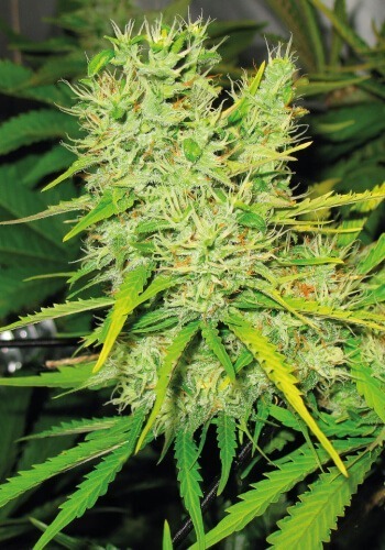 Image of Skunk XXX cannabis strain from TH seeds seedbank