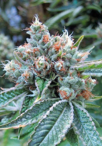 Skywalker marijuana strain from Reserva Privada