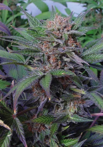 Somango cannabis strain growing outside