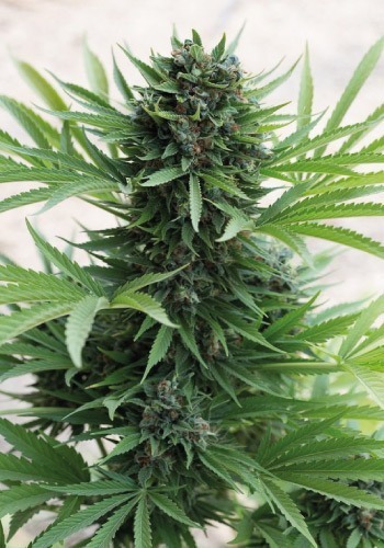 Royal Queen Seeds Sour Diesel marijuana strain in flowering stage
