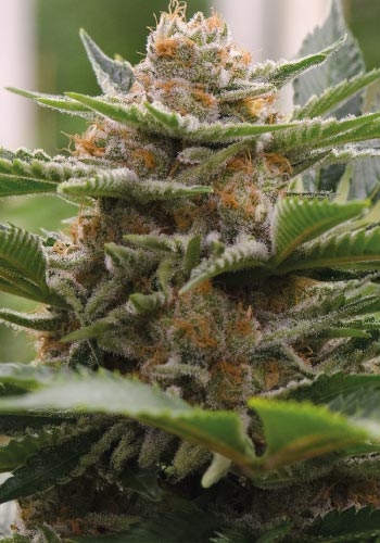A flower from Strawberry Cough strain from Dutch Passion