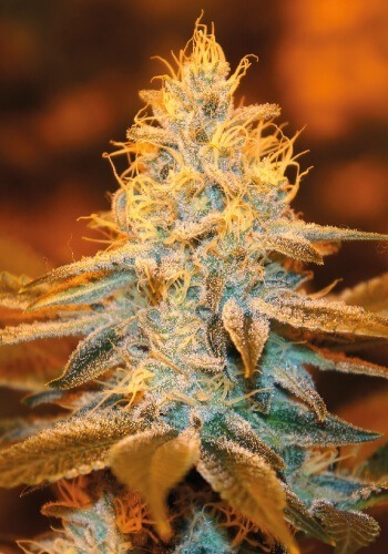 TH Seeds famous cannabis strain Strawberry Glue growing indoors